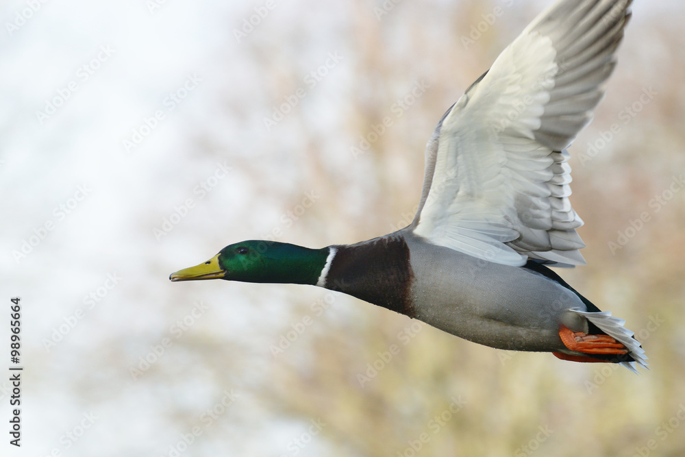 Obraz premium Mallard, Duck, Anas platyrhynchos