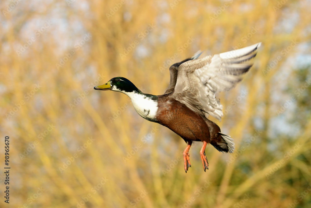 Obraz premium Mallard, Duck, Anas platyrhynchos