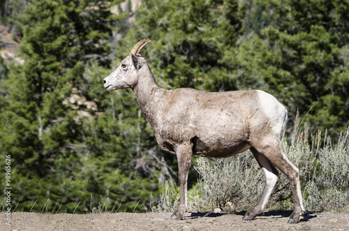 Bighorn sheep - Yellowstone National Park - Wyoming - USA