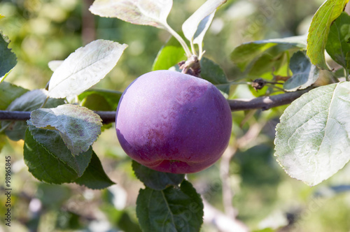 Wallpaper Mural Ripe apples on a branch Torontodigital.ca