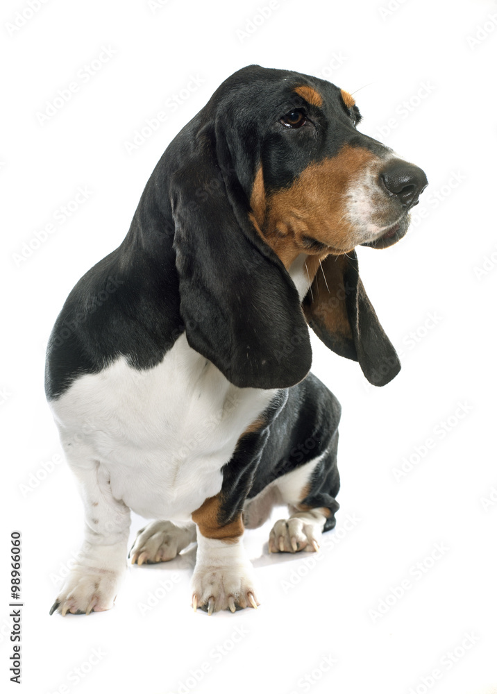 young Basset Hound