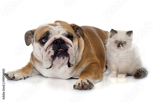 british longhair kitten and english bulldog