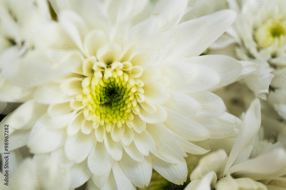 white chrysanthemum flower, close up, blurred