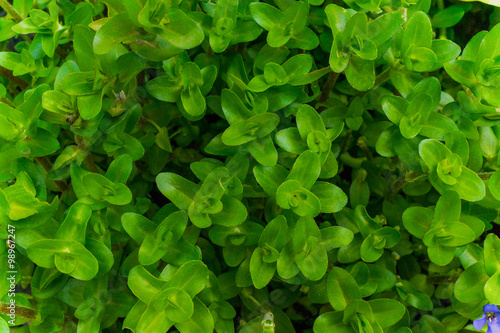 water hyssop leaves