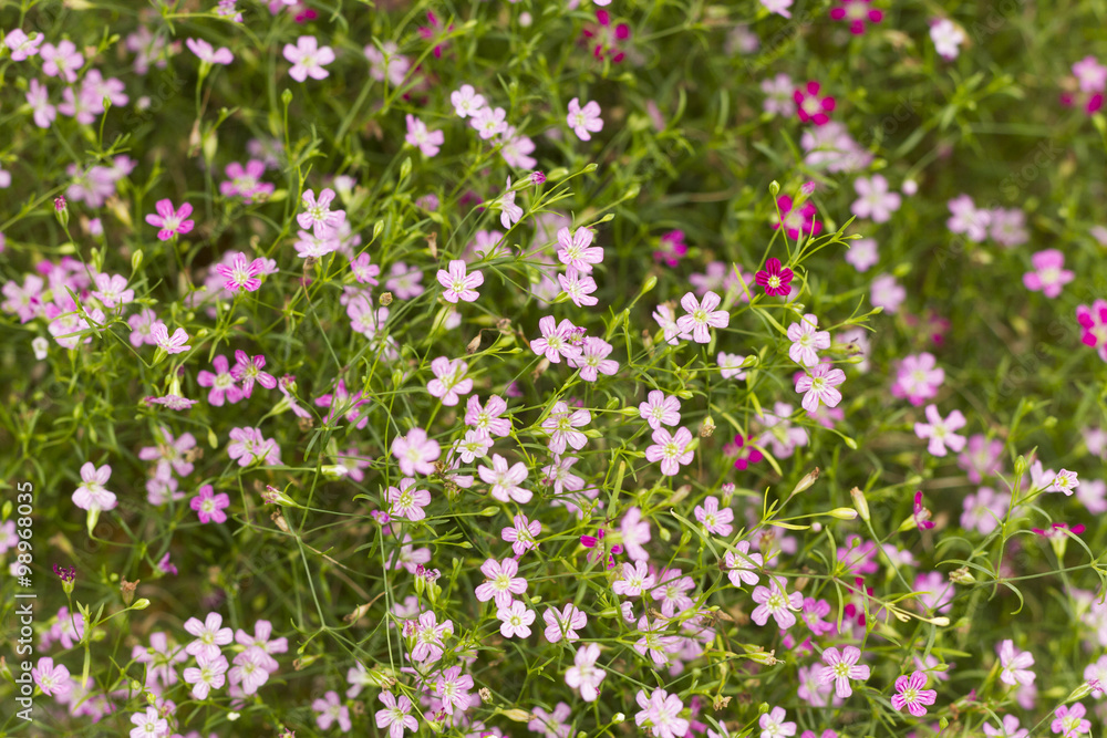 Gypsophila flower