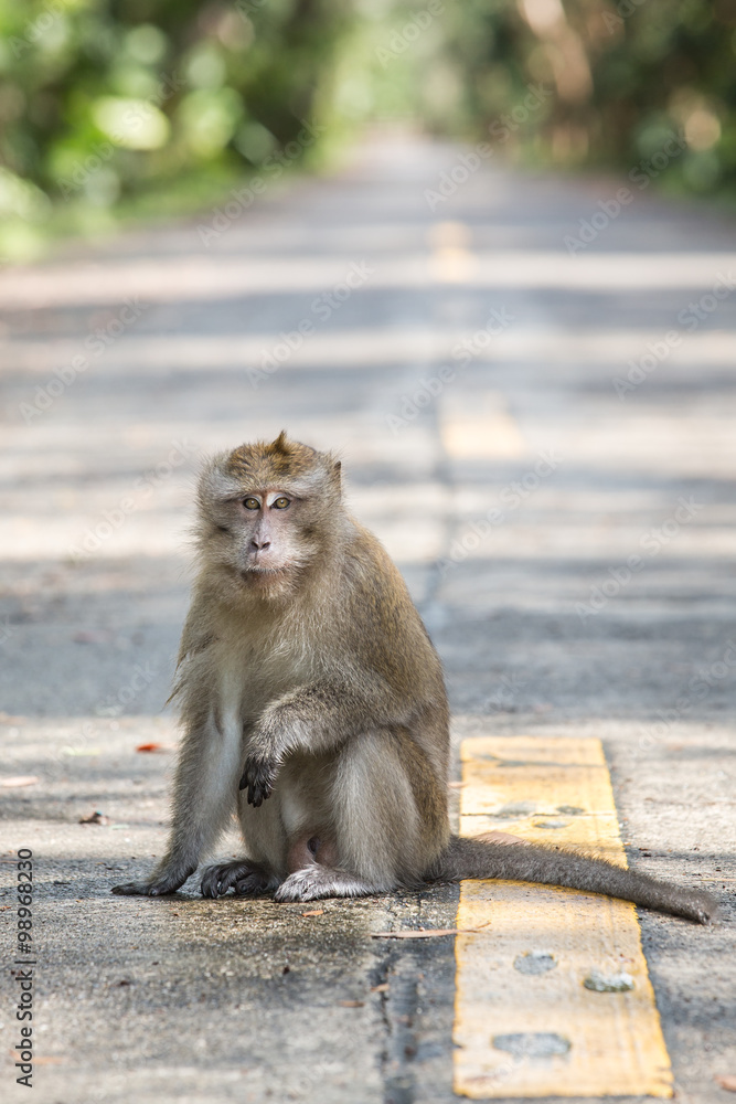 Fototapeta premium The monkey sitting on the road