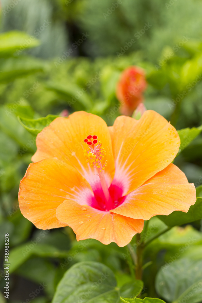 orange Hibiscus flower, Chinese Rose, Rosa mallow orange Hibiscus flower, Chinese Rose, Rosa mallow