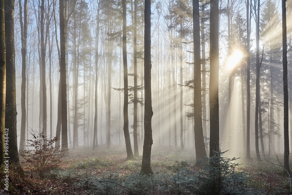 Sun rays through the foggy forest - obrazy, fototapety, plakaty 