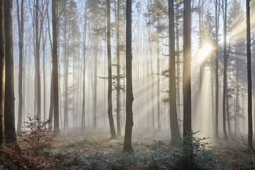 Papier peint photo Le salon Rayons de soleil traversant la forêt brumeuse  © Vista Photo