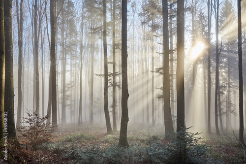 Fototapeta Sluneční paprsky přes mlhavé lesa