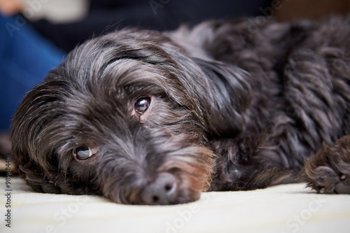 Havanese dog on the couch at home