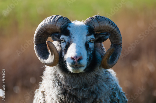 Heidschnuckenbock, Portrait