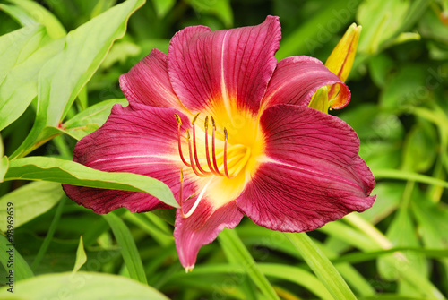 Red lily flower