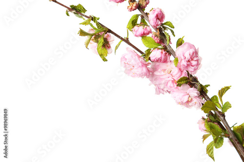 Spring flowering branch on white background © 5second
