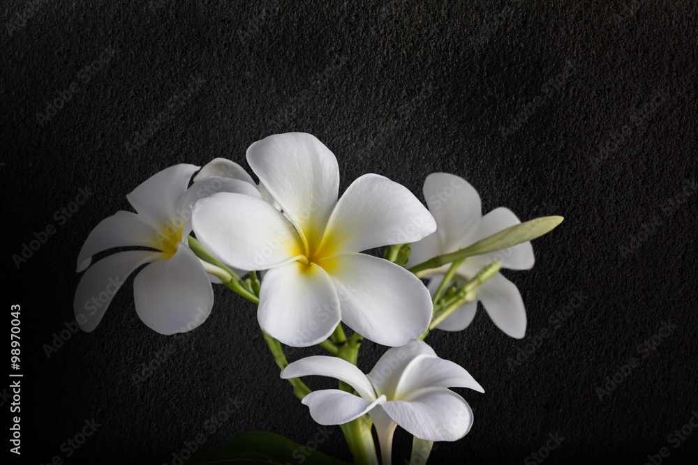 Isolate beautiful charming white flower plumeria