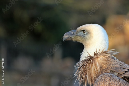 Portrait eines jungen G  nsegeiers  Gyps fulvus    