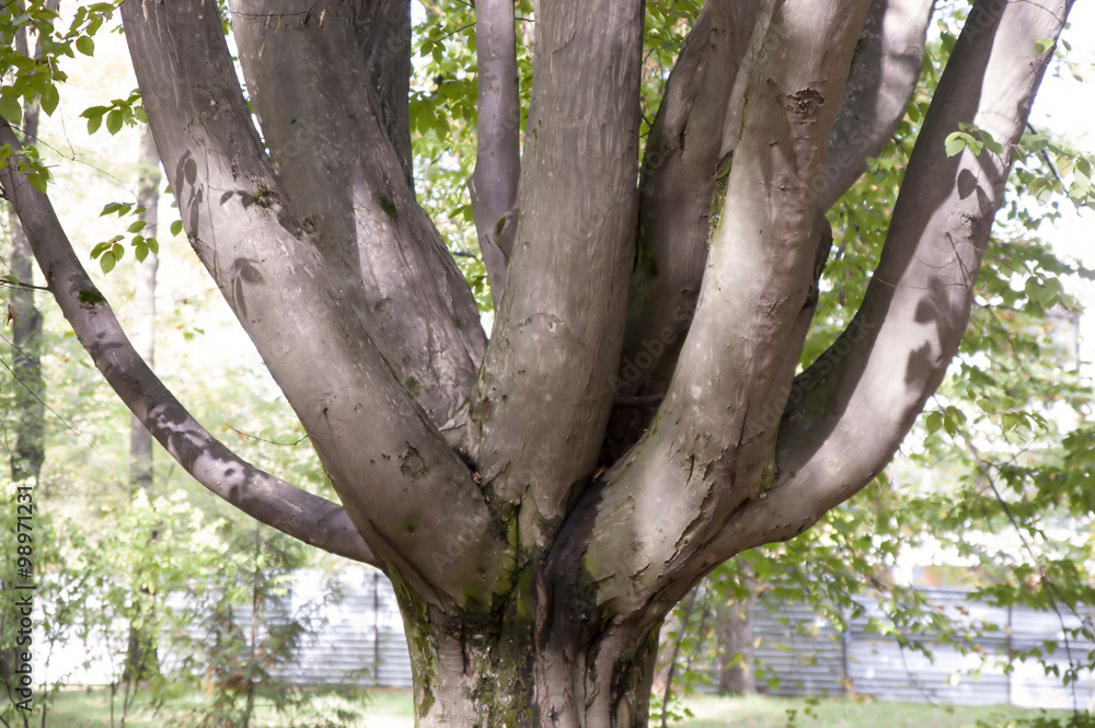 Fototapeta premium Branched tree trunk