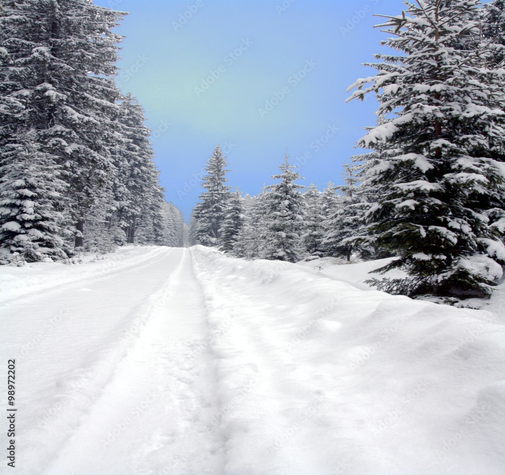 Fototapeta premium Snowy path. Forest road in winter. Snow drifts.
