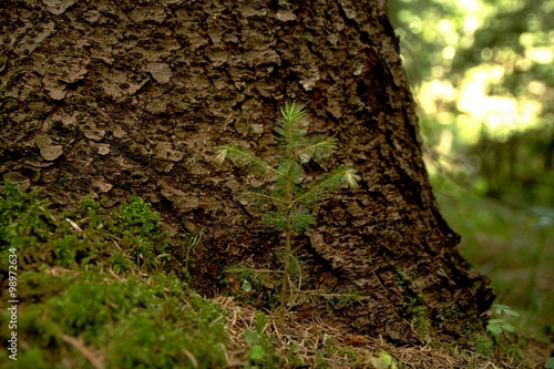 Young tree growing at the root of tree. The cycle of nature.