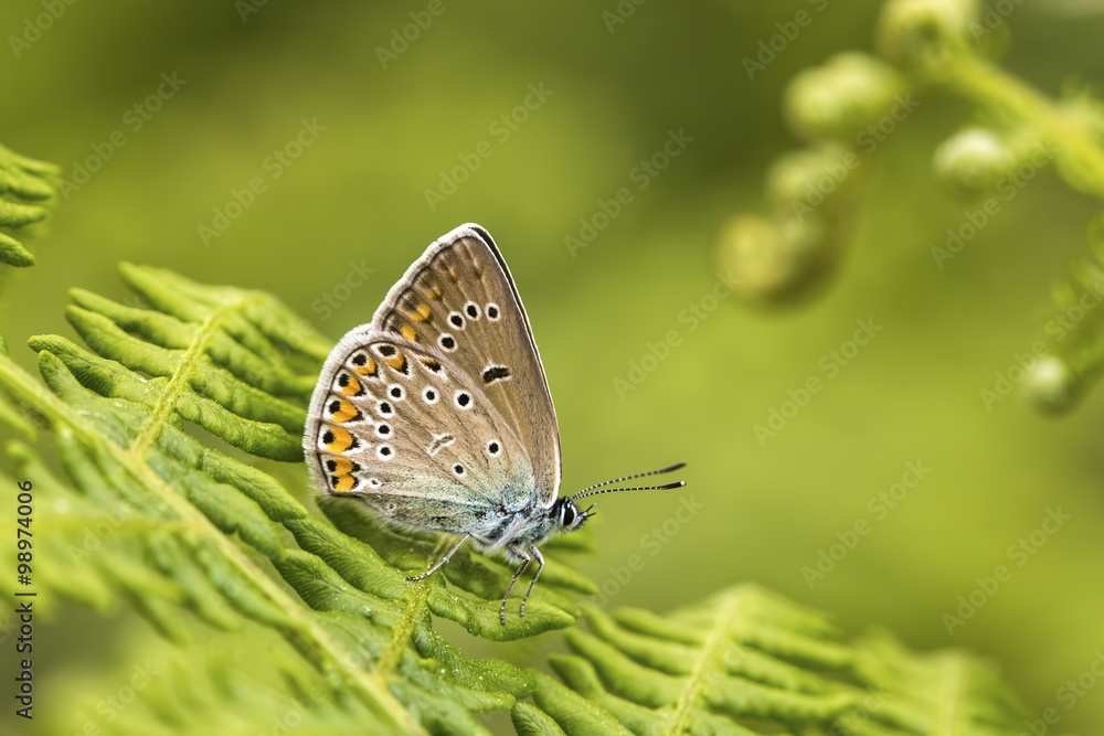 Fototapeta premium Kelebek