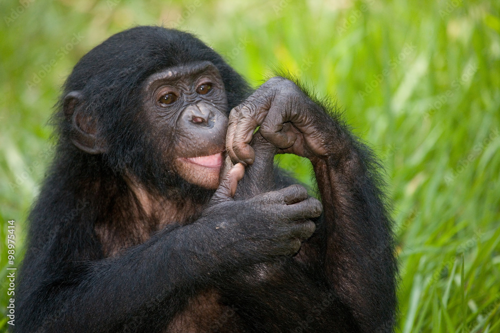Naklejka premium Mały bonobo coś je… Demokratyczna Republika Konga. Park Narodowy Lola Ya BONOBO. Doskonała ilustracja.