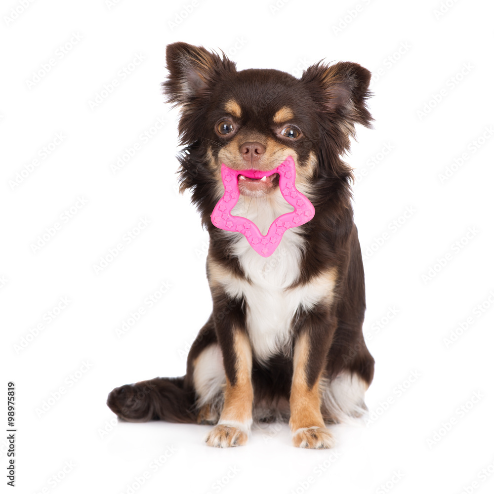 chihuahua dog holding a toy