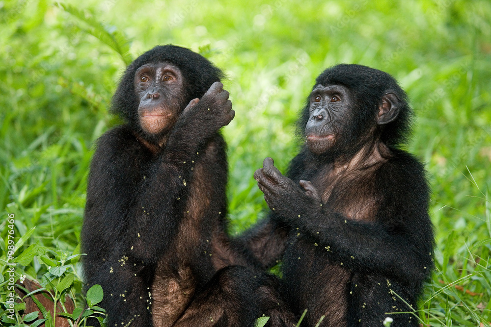 Two baby Bonobo sitting on the grass. Democratic Republic of Congo. Lola Ya BONOBO National Park. An excellent illustration. Two baby Bonobo sitting on the grass. Democratic Republic of Congo. Lola Ya BONOBO National Park. An excellent illustration.