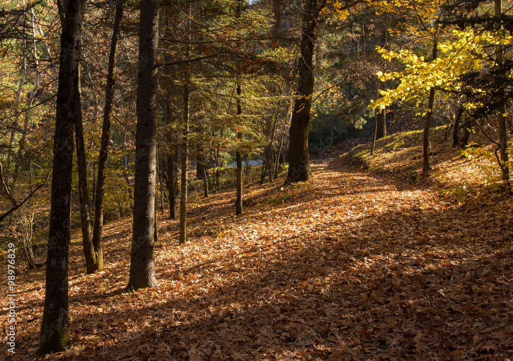 Obraz premium Autumn forest landscape