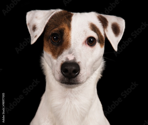 Jack Russell Terrier en studio sur fond noir