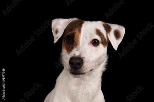Jack Russell Terrier en studio sur fond noir