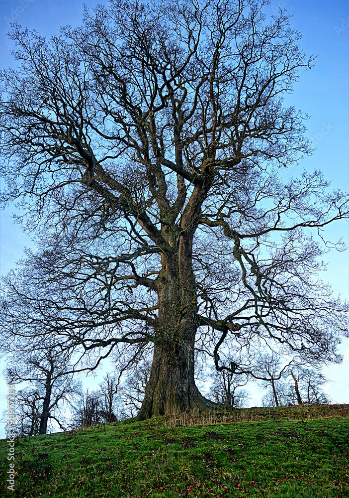 Obraz premium Lone Giant Tree in Cold Winter Setting