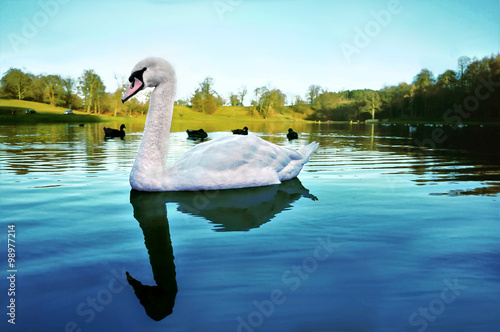 Single Swan on Cold Winter Lake