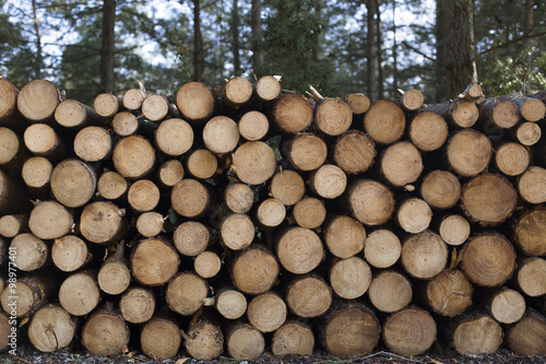 Regularly placed Firewood in the forest