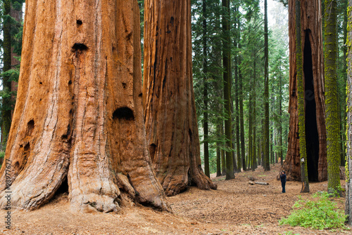 Sequoia Redwood Tree, At Sequoia National Park.