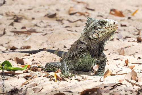 Adult land iguana (iguanidae) on a sandy beach.