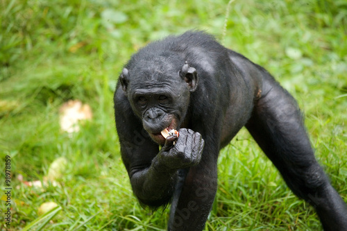 Bonobo is eating something.. Democratic Republic of Congo. Lola Ya BONOBO  National Park. An excellent illustration. 