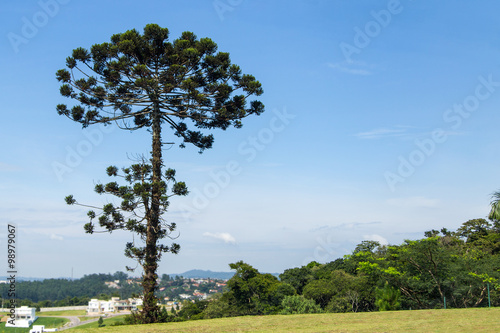 Auracaria tree in Brazil