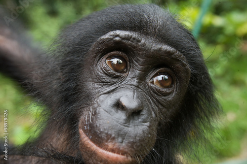 Portrait of a baby bonobo. Democratic Republic of Congo. Lola Ya BONOBO National Park. An excellent illustration. © gudkovandrey