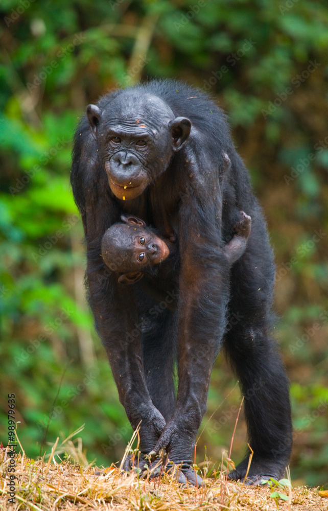 Female bonobo with a baby. Democratic Republic of Congo. Lola Ya BONOBO National Park. An excellent illustration. Female bonobo with a baby. Democratic Republic of Congo. Lola Ya BONOBO National Park. An excellent illustration.