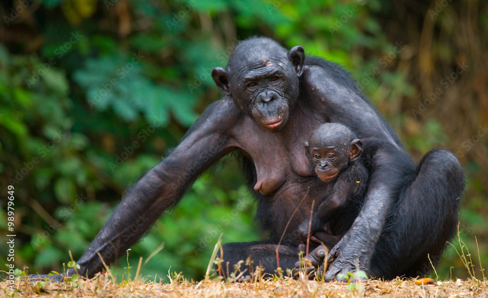Naklejka premium Female bonobo with a baby. Democratic Republic of Congo. Lola Ya BONOBO National Park. An excellent illustration.