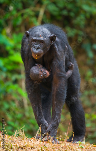 Female bonobo with a baby. Democratic Republic of Congo. Lola Ya BONOBO National Park. An excellent illustration. © gudkovandrey