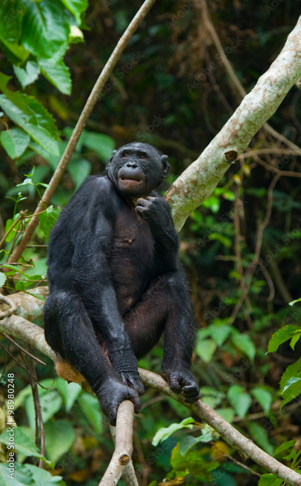 Obraz premium Bonobo on a tree. Democratic Republic of Congo. Lola Ya BONOBO National Park. An excellent illustration.