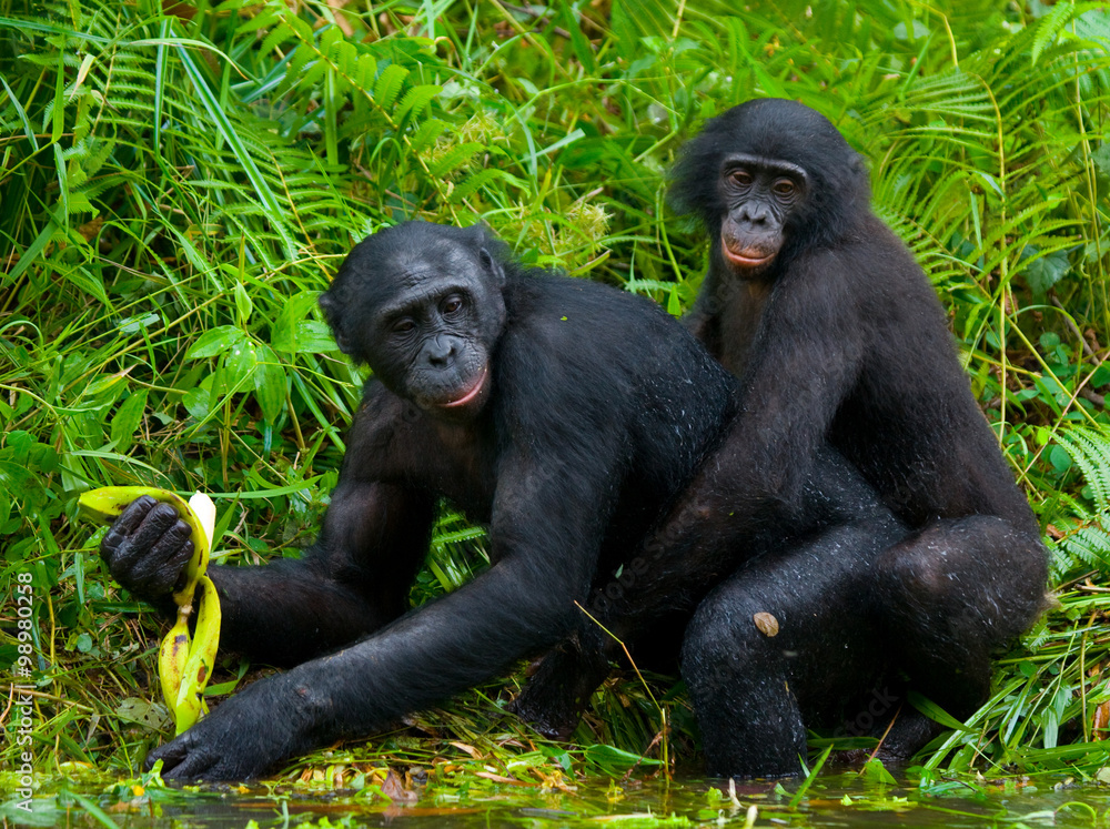 Two Bonobos make love with each other. Democratic Republic of Congo. Lola Ya BONOBO National Park. An excellent illustration. Two Bonobos make love with each other. Democratic Republic of Congo. Lola Ya BONOBO National Park. An excellent illustration.