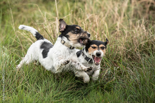 Spielende Jack Russell Terrier photo