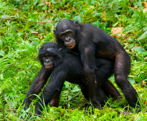 Two baby bonobo playing with each other. Democratic Republic of Congo. Lola Ya BONOBO National Park. An excellent illustration.