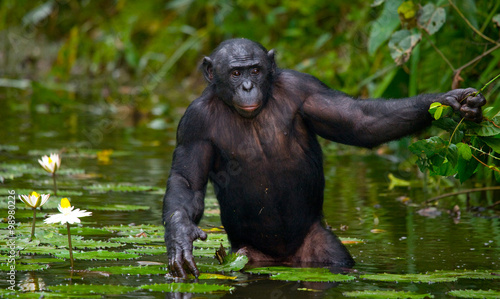Konstfotografi Bonobo is waist-deep in the water and trying to get food