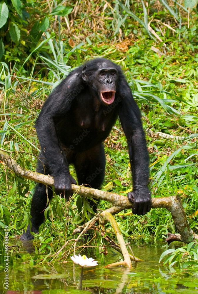 Bonobo is near the lake. Democratic Republic of Congo. Lola Ya BONOBO National Park. An excellent illustration. Bonobo is near the lake. Democratic Republic of Congo. Lola Ya BONOBO National Park. An excellent illustration.