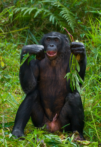 Bonobo is eating something.. Democratic Republic of Congo. Lola Ya BONOBO  National Park. An excellent illustration.  © gudkovandrey