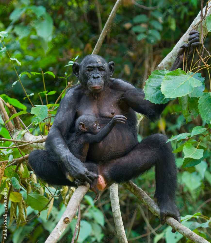 Fototapeta premium Female bonobo with a baby. Democratic Republic of Congo. Lola Ya BONOBO National Park. An excellent illustration.