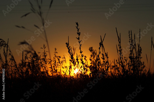 Sunset through grass